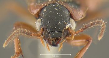 Media type: image;   Entomology 32968 Aspect: head frontal view